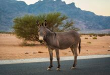 طنطا: اكتشف أسرار المدينة الساحرة وجاذبيتها الفريدة