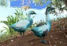 تسرب كيميائي يحول بحيرة في البرازيل إلى لون أزرق ويقتل الأسماك