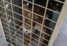 صور: نمور، جاغوار، وفيلة تهرب من العنف الكارتيلي في المكسيك