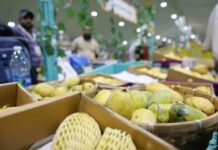 مهرجان العنب الباكستاني يختتم بمبيعات قياسية تصل إلى 228 طنًا 228