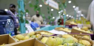 مهرجان العنب الباكستاني يختتم بمبيعات قياسية تصل إلى 228 طنًا 228