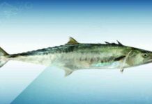 حظر شبكة سمك السلمون لمدة شهرين ابتداءً من 15 أغسطس 15