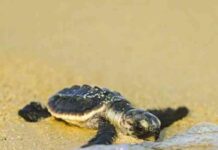 حماية السلاحف البحرية في قطر