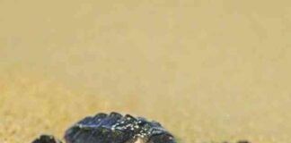 حماية السلاحف البحرية في قطر