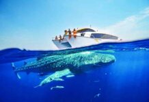 جولات قرش الحوت في قطر: دعوة سياحية لعشاق البحرية