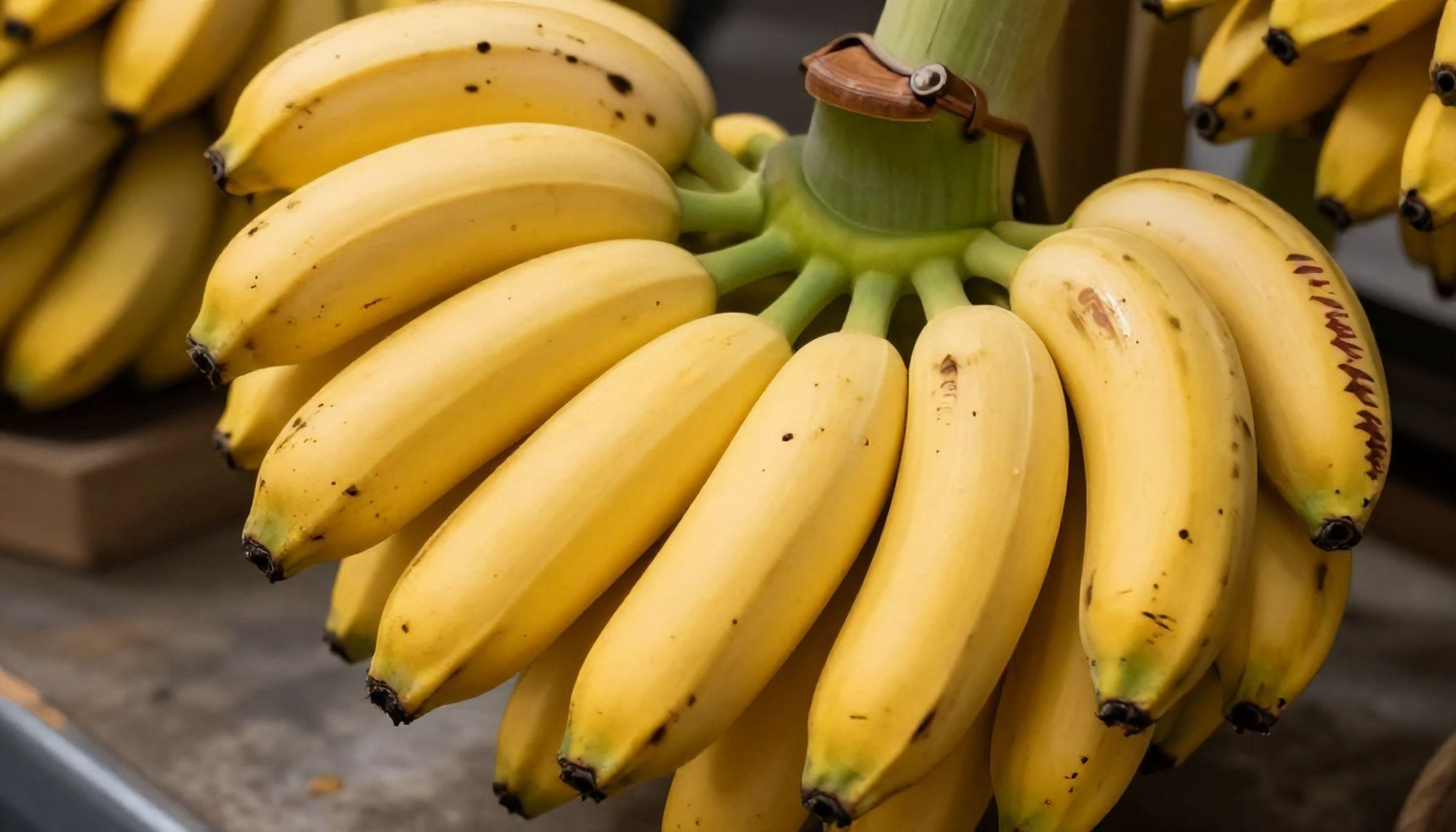 الحقيقة عن بنانا قطر: ما لا تعرفه عن هذه الطاقة الطبيعية*