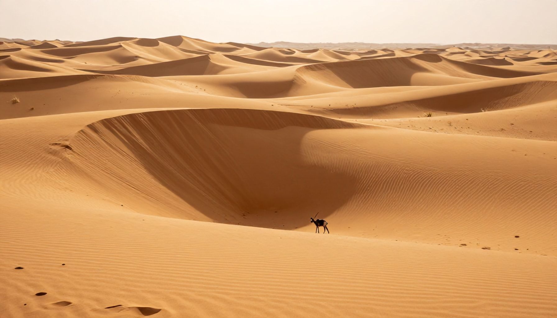 الحقيقة وراء جمال الصحراء القطرية: ما لا تعرفه