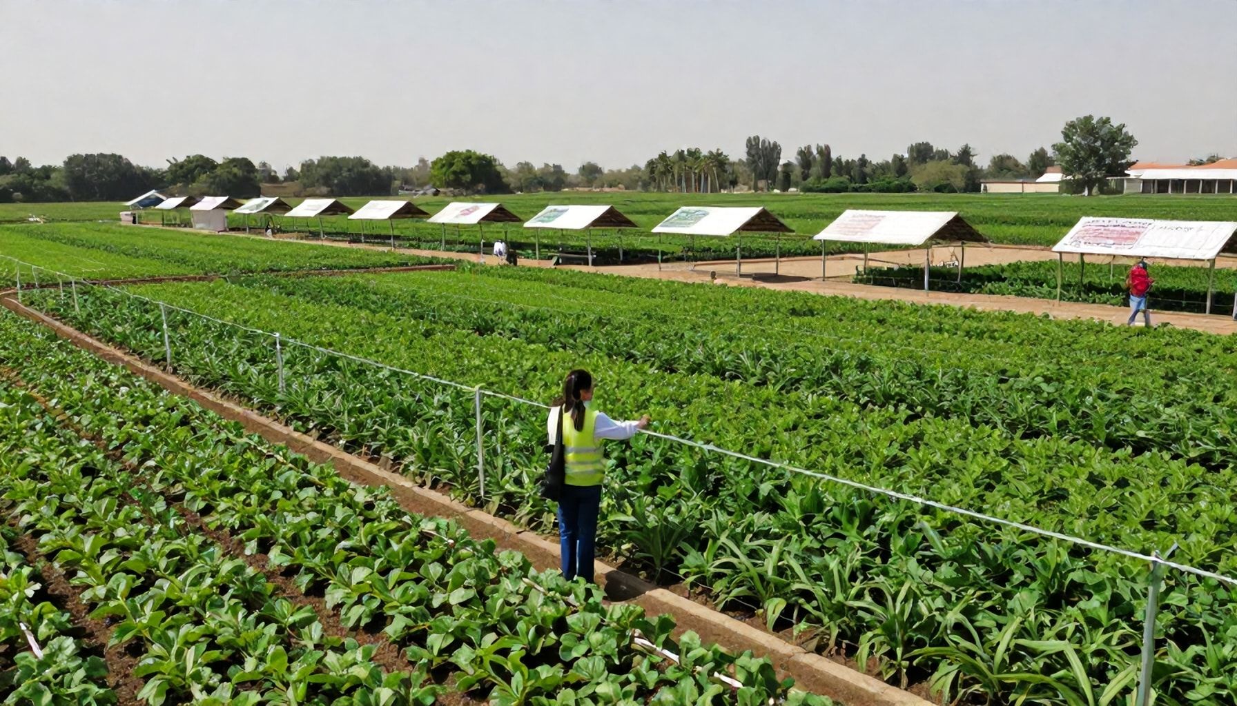 شحانية قطر: دليل شامل لزيارة هذا الجوهرة الخضراء
